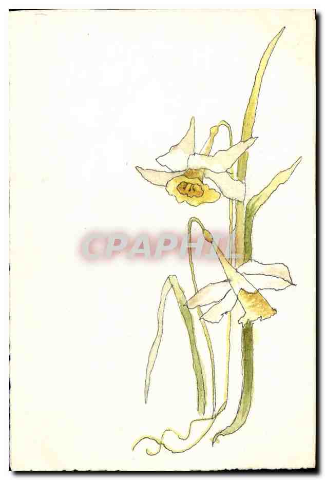 Narcisse — dessin à l'aquarelle — Carte Postale