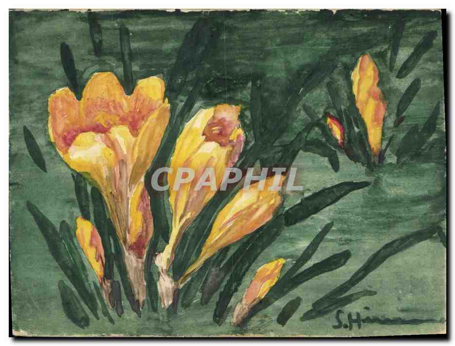 Crocus — peinture à l'aquarelle — S. Hänninen