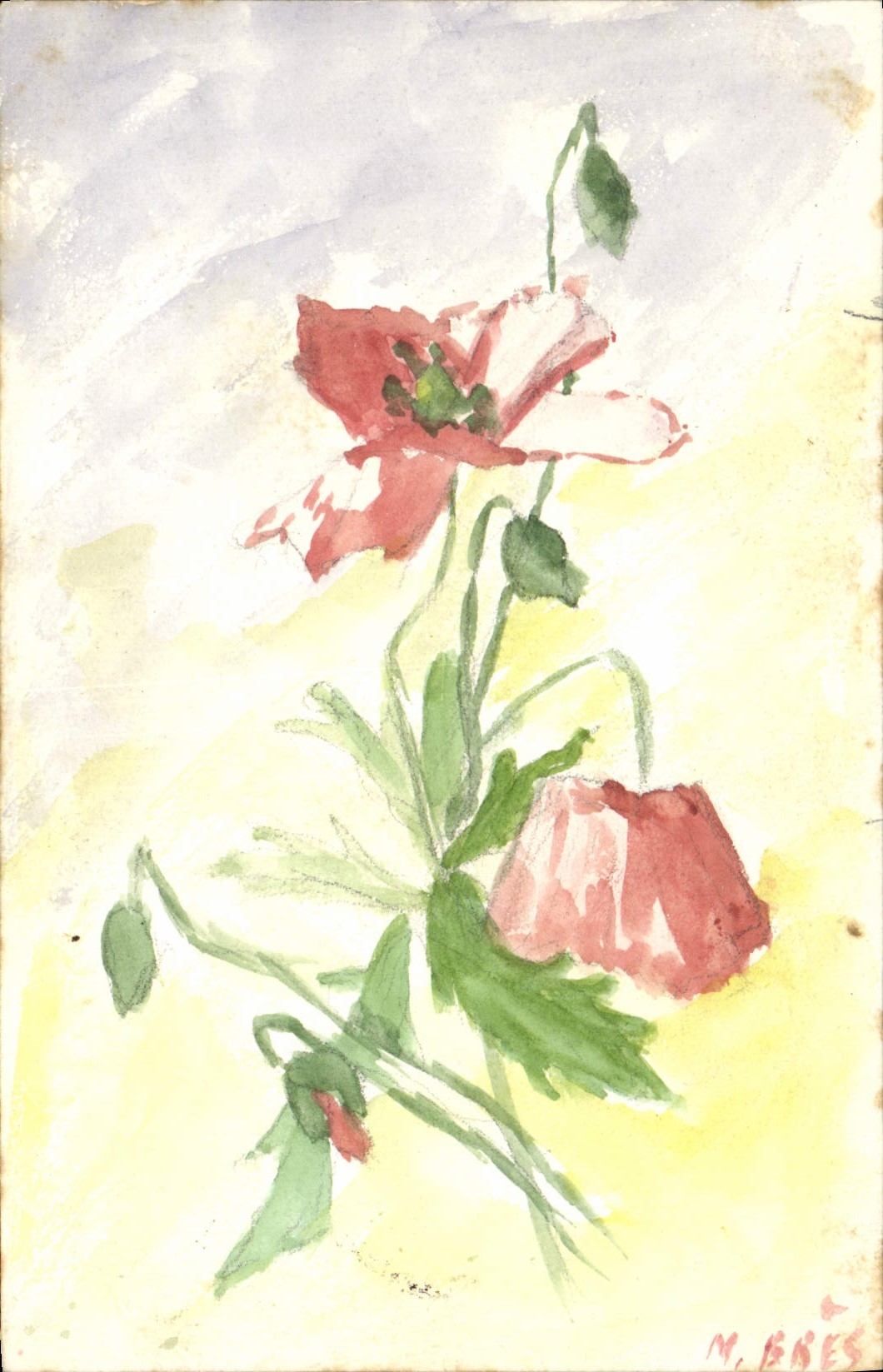 Fleurs de pavot — aquarelle — M. BRES