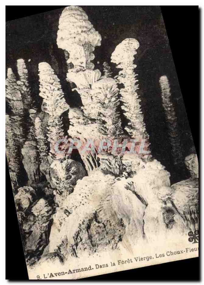 CPA Grotte Grottes L'Aven Armand Dans la foret vierge Les choux fleurs