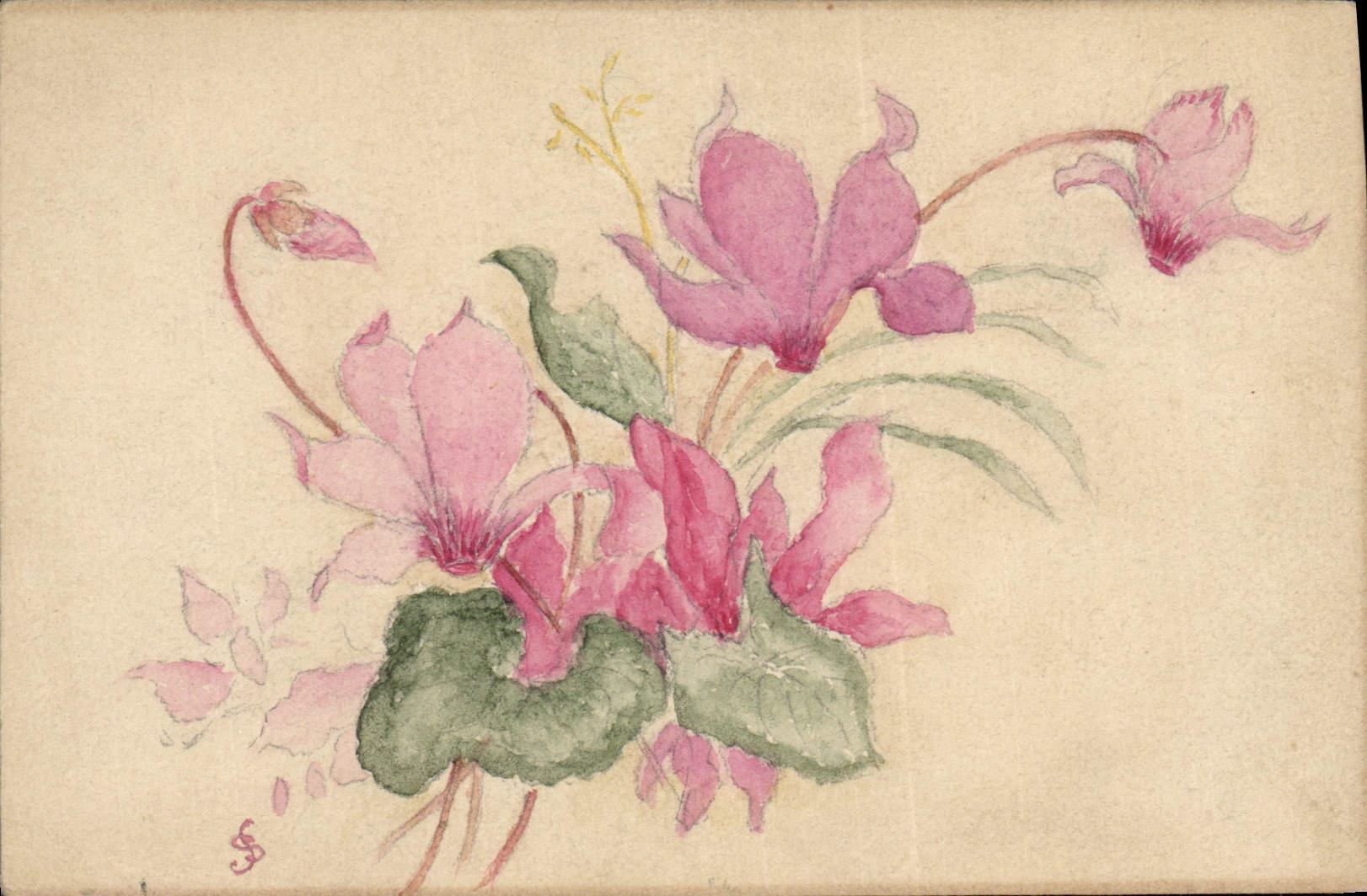 Fleurs de cyclamens — aquarelle — CPAPHIL