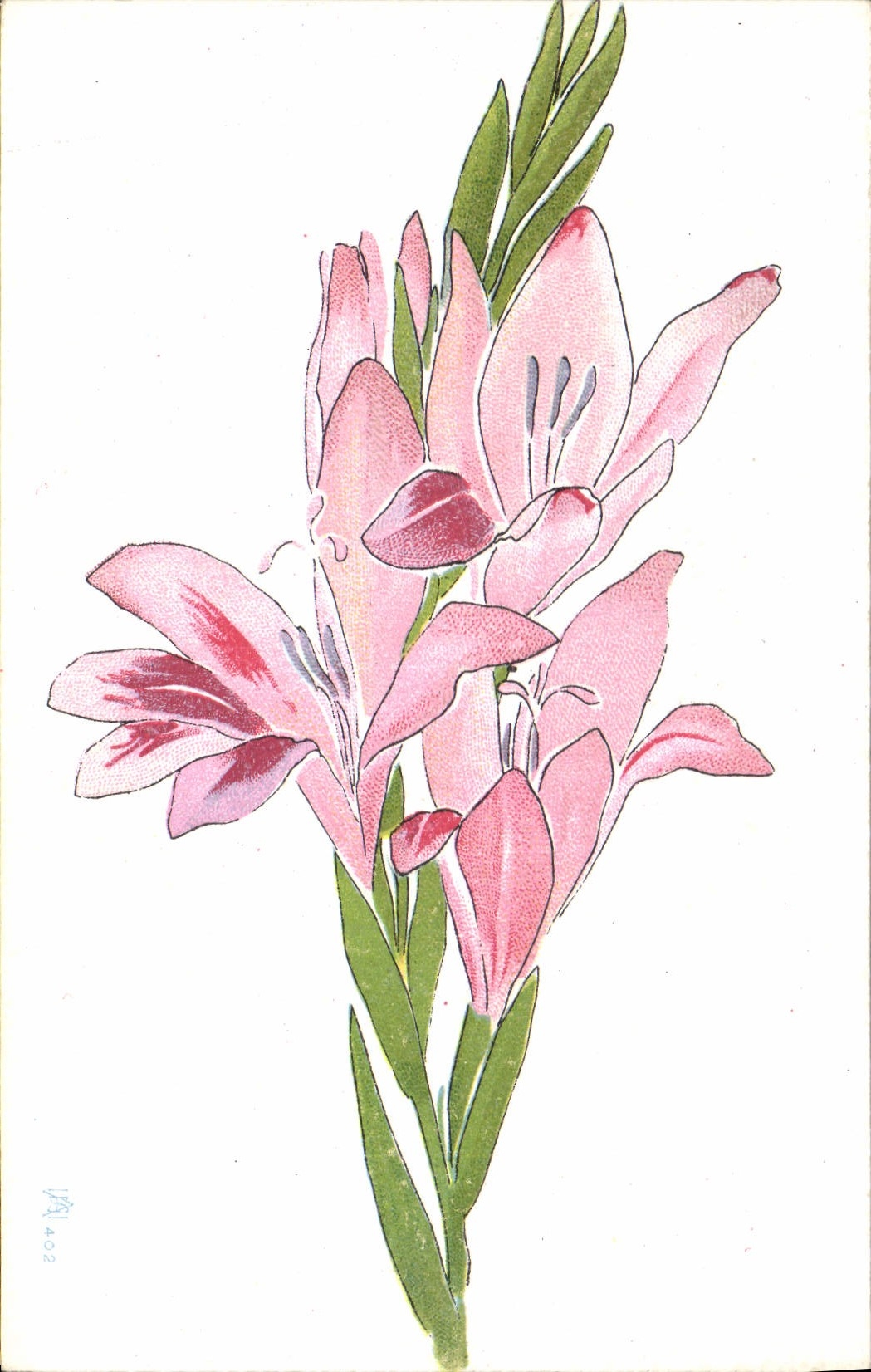 Rosa Gladiolen — botanische Illustration — Verlag CPAPHIL, Nr. 402