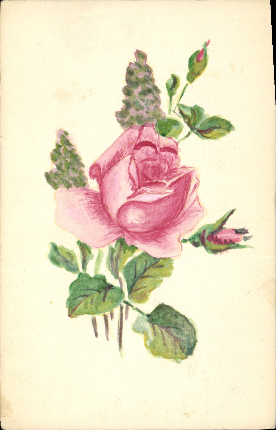 Rose — Aquarell-Illustration — CPAPHIL
