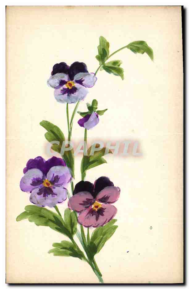 Pansées — illustration botanique — éditeur non visible