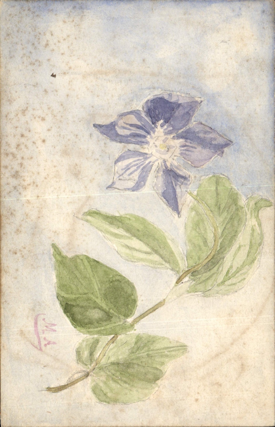 Clematis Flower — watercolor drawing — Pardee & Co. - Alais