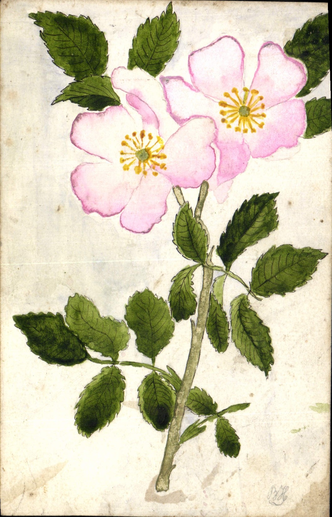 CPA Fantaisie (dessin a la main) Fleurs 
