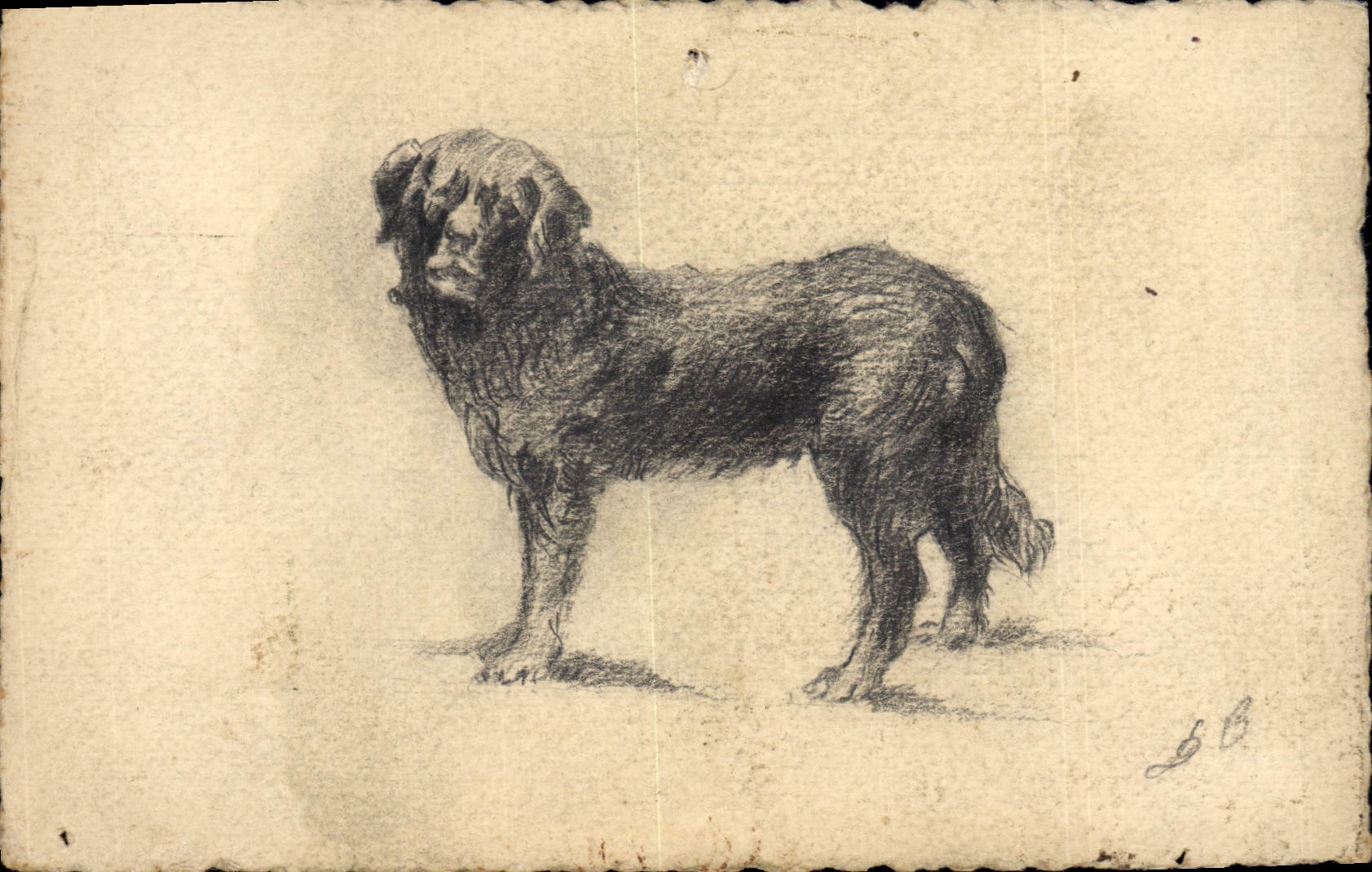 Chien — croquis au crayon — E.B.