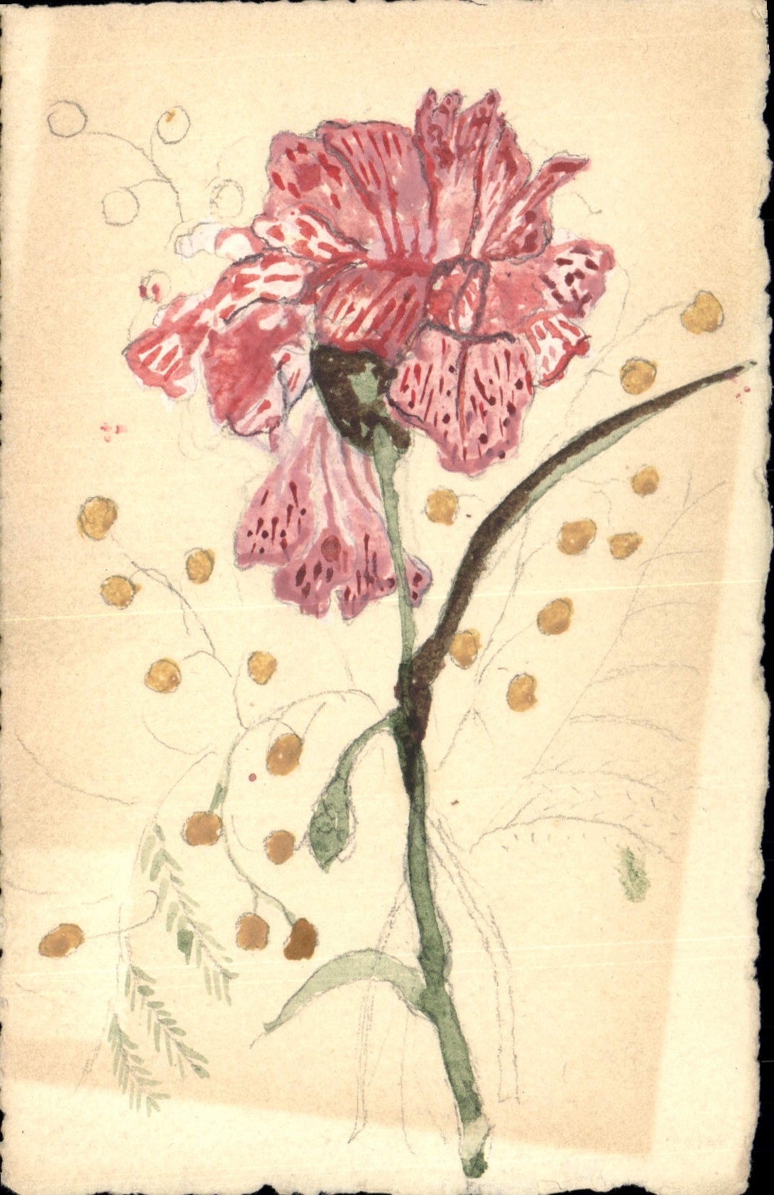 Fleur de lys — dessin à l'aquarelle — éditeur CPAPHIL, n° II