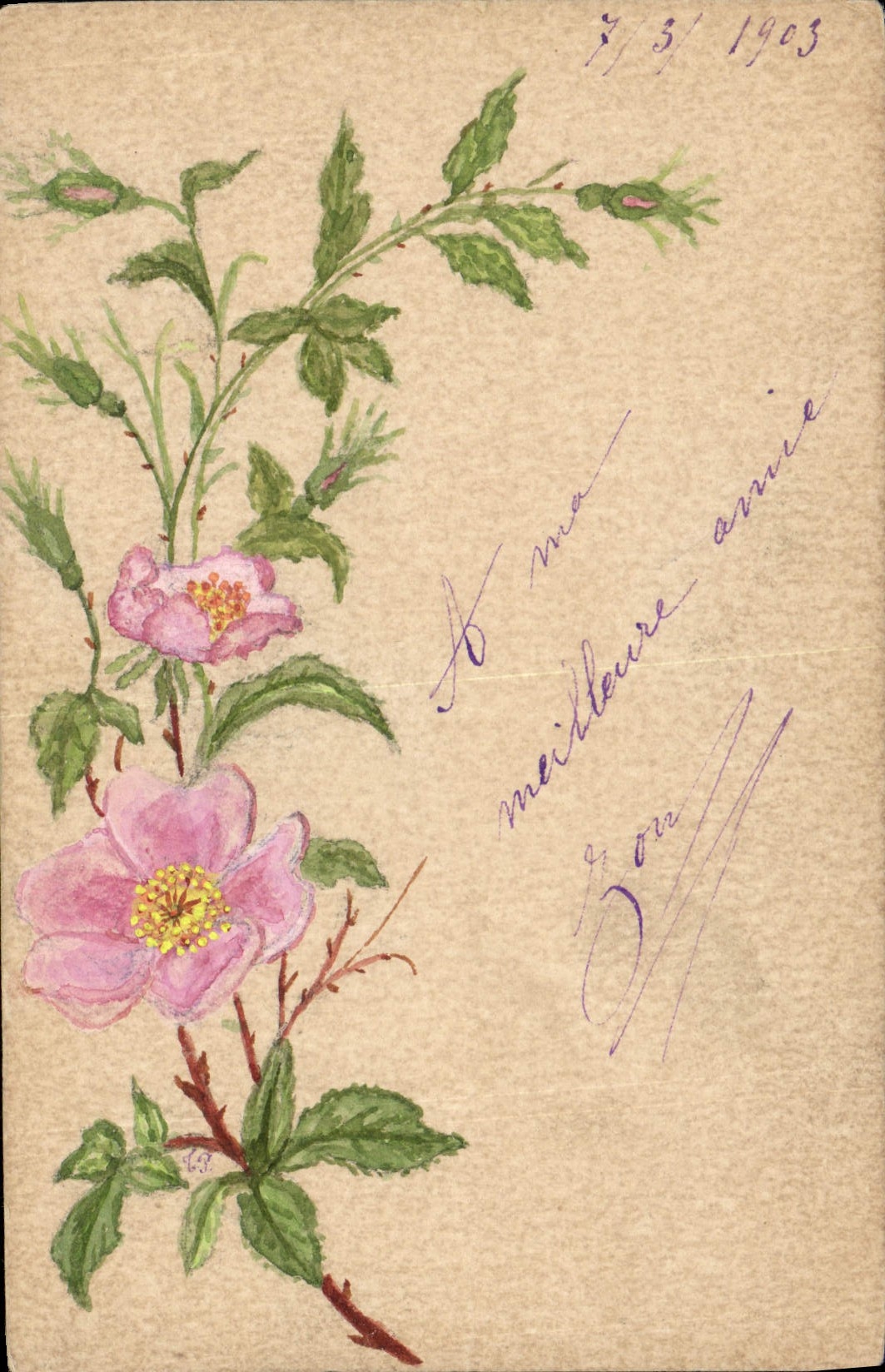 Fleurs de rosier — dessin à l'aquarelle — Carte postale française