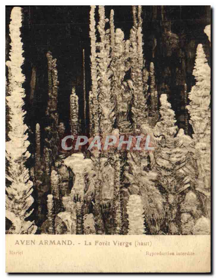 CPA Grottes Aven Armand La foret vierge