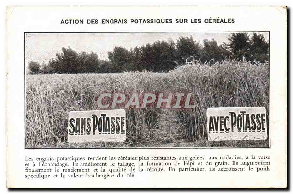 CPA Publicite Action des engrais potassiques sur les cereales