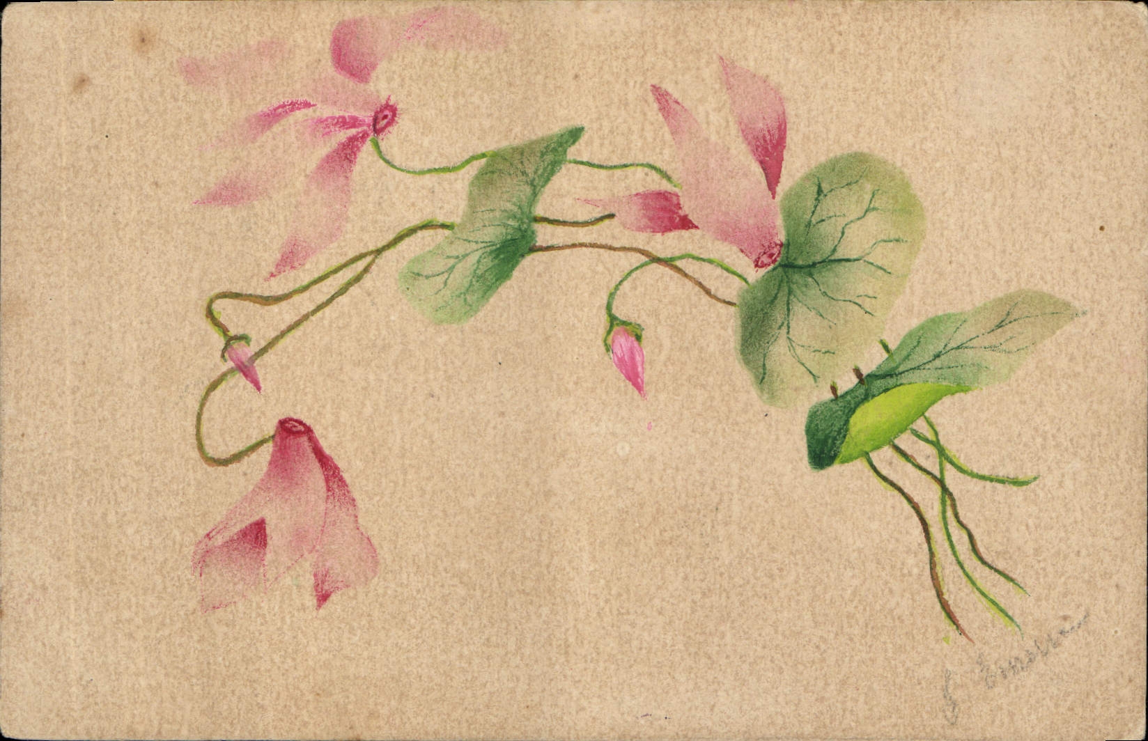 Fleurs roses et feuilles vertes — dessin à l'aquarelle — signé 'F. Bonnafé' — éditeur non visible