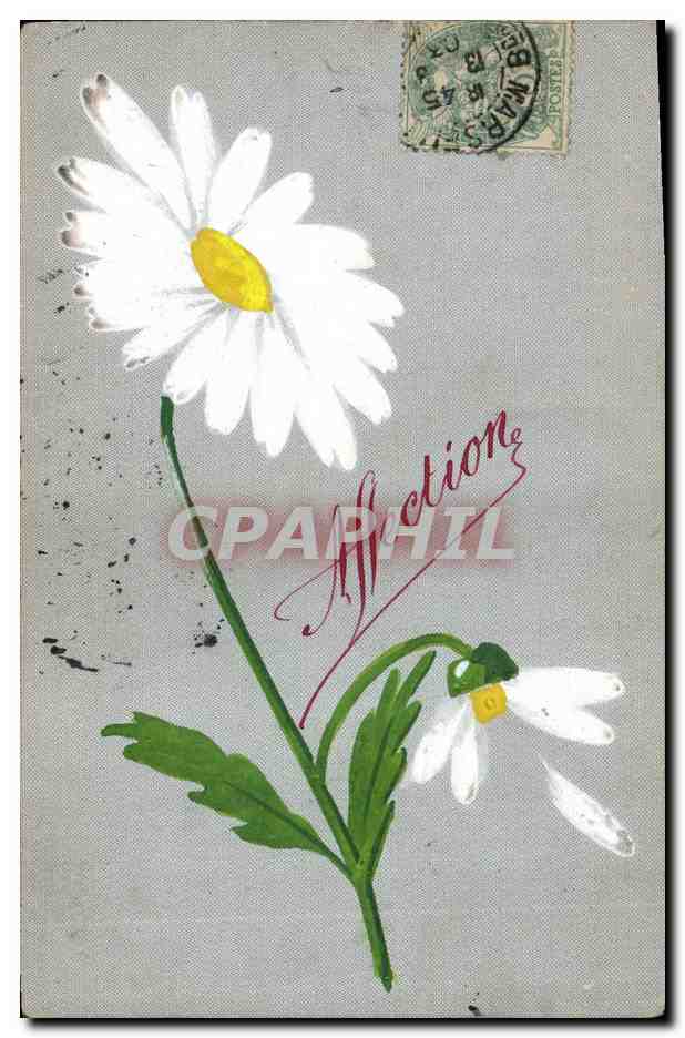 Fleur de marguerite — Affection — éditeur A. H. Dépôt