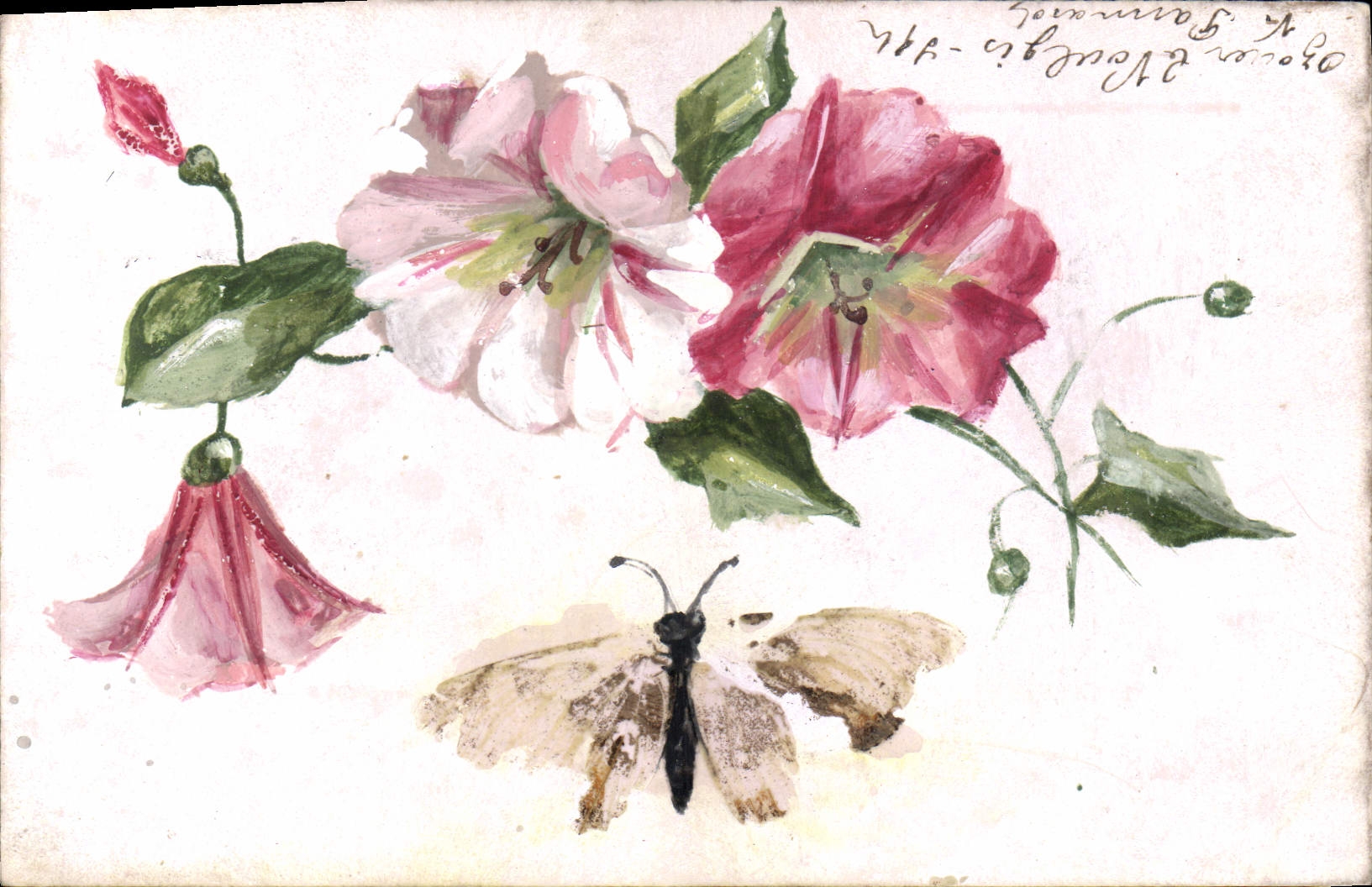Fiori e farfalla — illustrazione a acquarello — editore sconosciuto