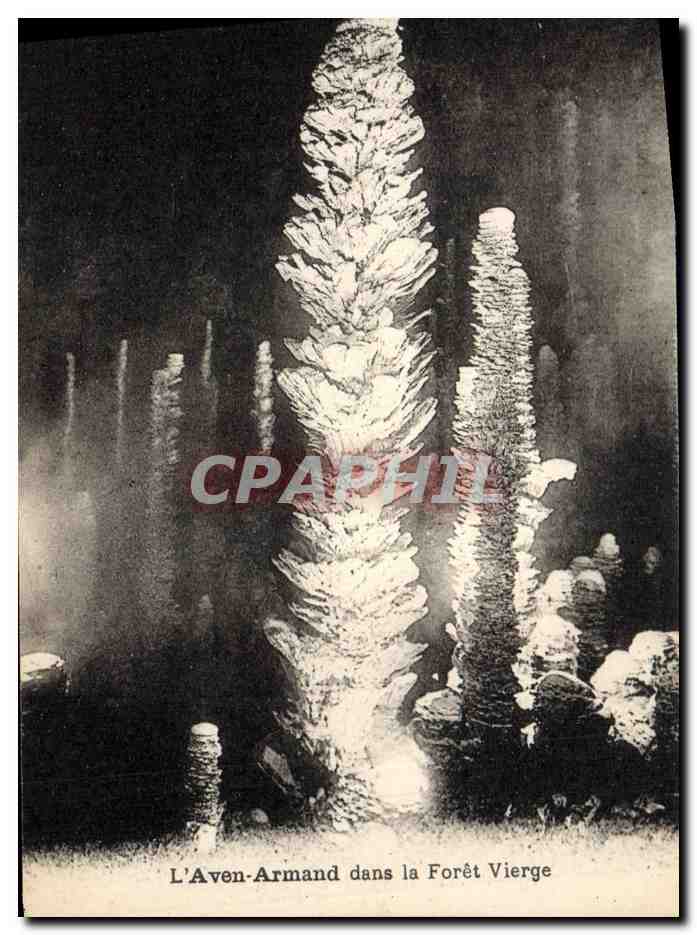 CPA Grotte Grottes L'Aven Armand dans la Foret vierge 