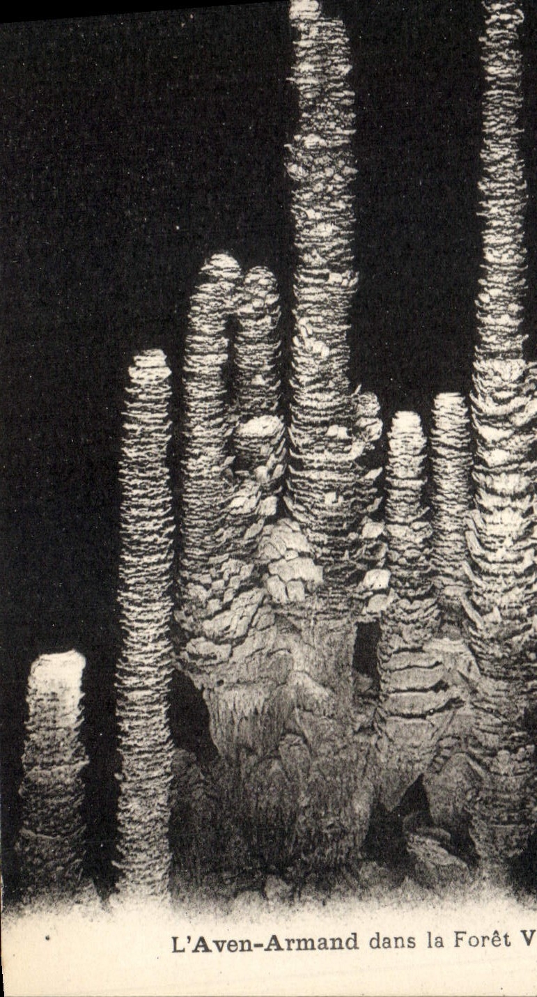 CPA Grotte Grottes L'Aven Armand dans la foret vierge 