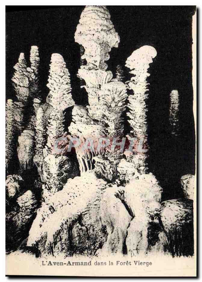 CPA Grotte Grottes L'Aven Armand dans la foret vierge 