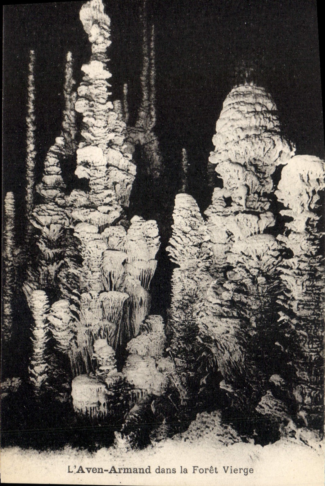 CPA Grotte Grottes L'Aven Armand dans la foret vierge 