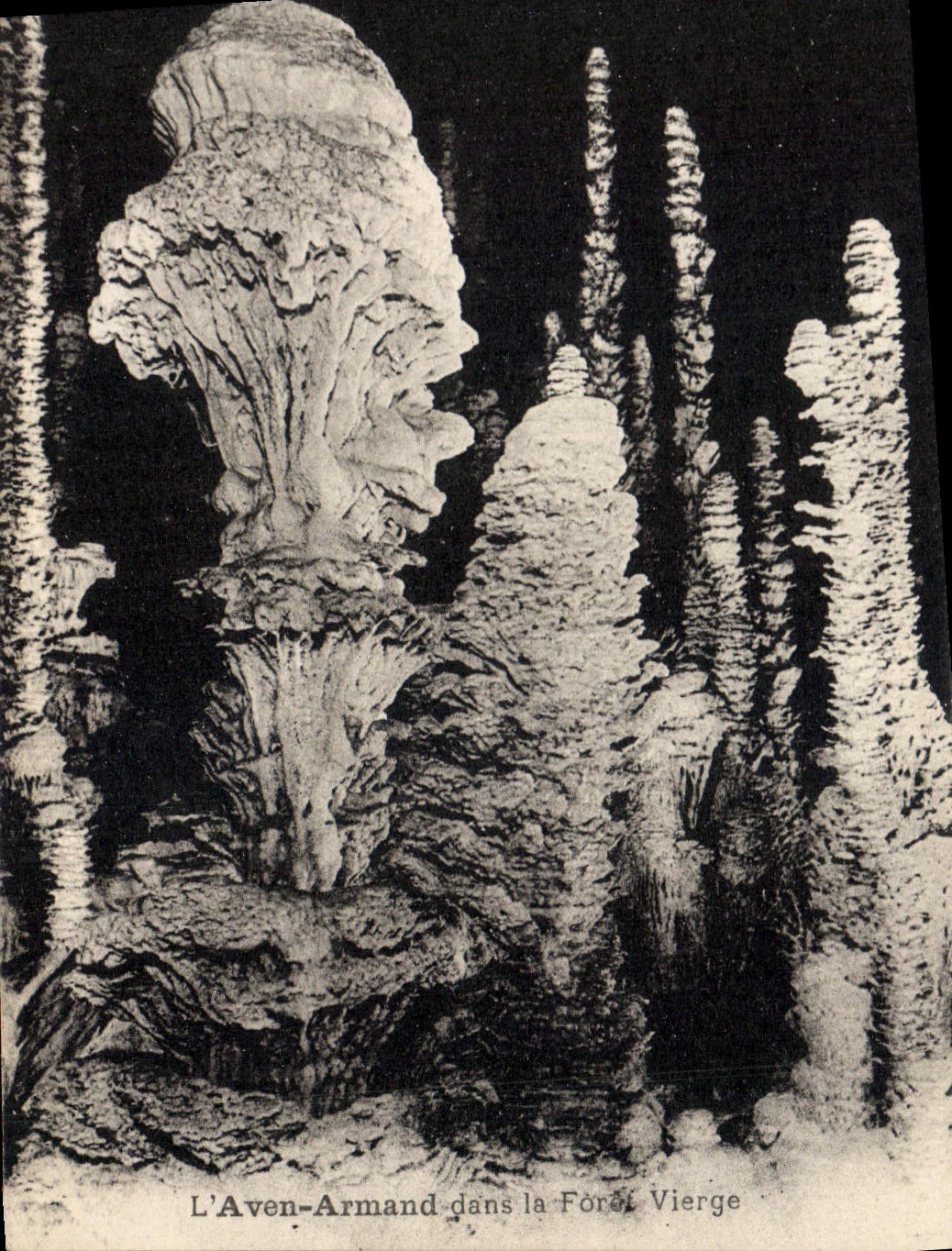 CPA Grotte Grottes L'Aven Armand dans la foret vierge 