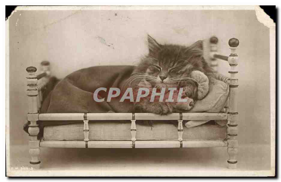 CPA Fantaisie Chat Poupee  