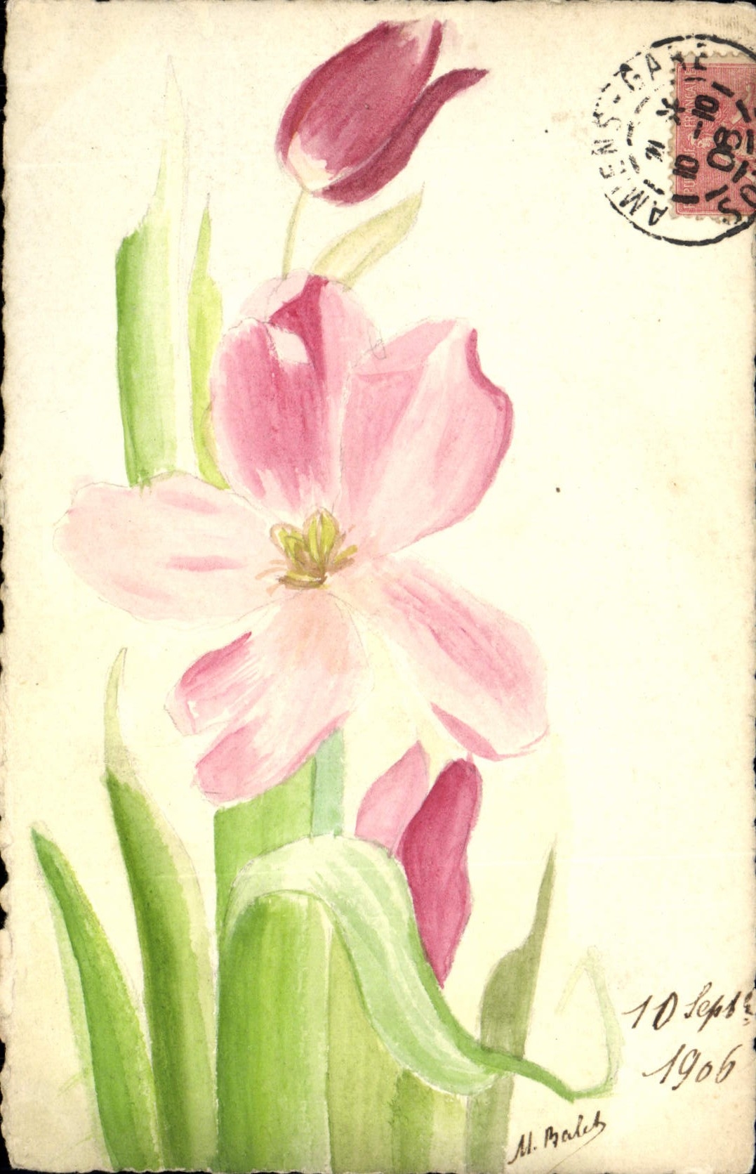 Tulipes — dessin à l'aquarelle — A. Malach