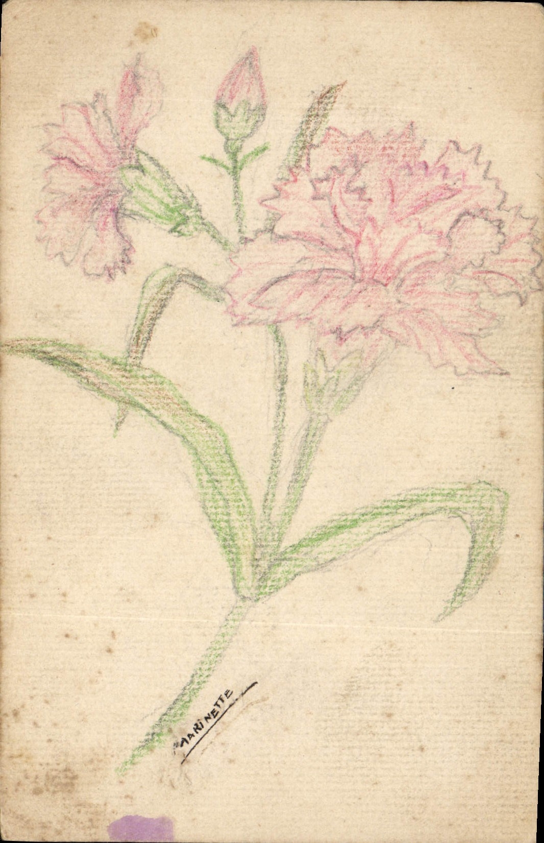 Fleurs de carnation — dessin à la mine de couleur — signé 'Marinet' — vers 1910