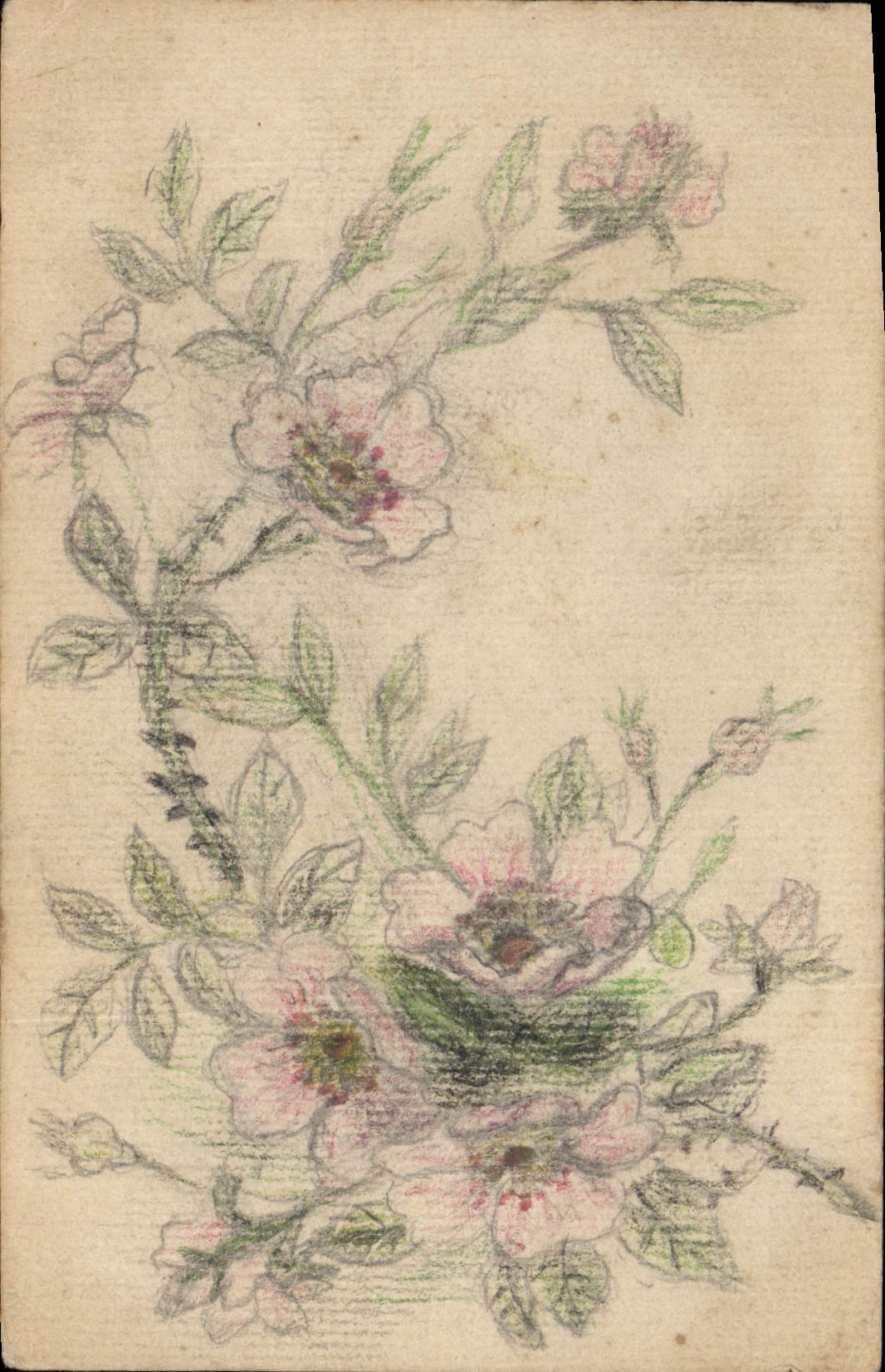 Fleurs et oiseau — dessin à la mine et pastel — éditeur non visible