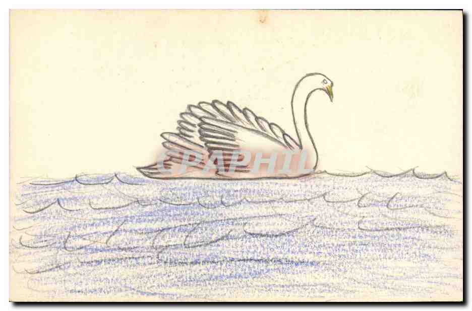 Cygne en vol sur l'eau — dessin au crayon — carte postale anonyme