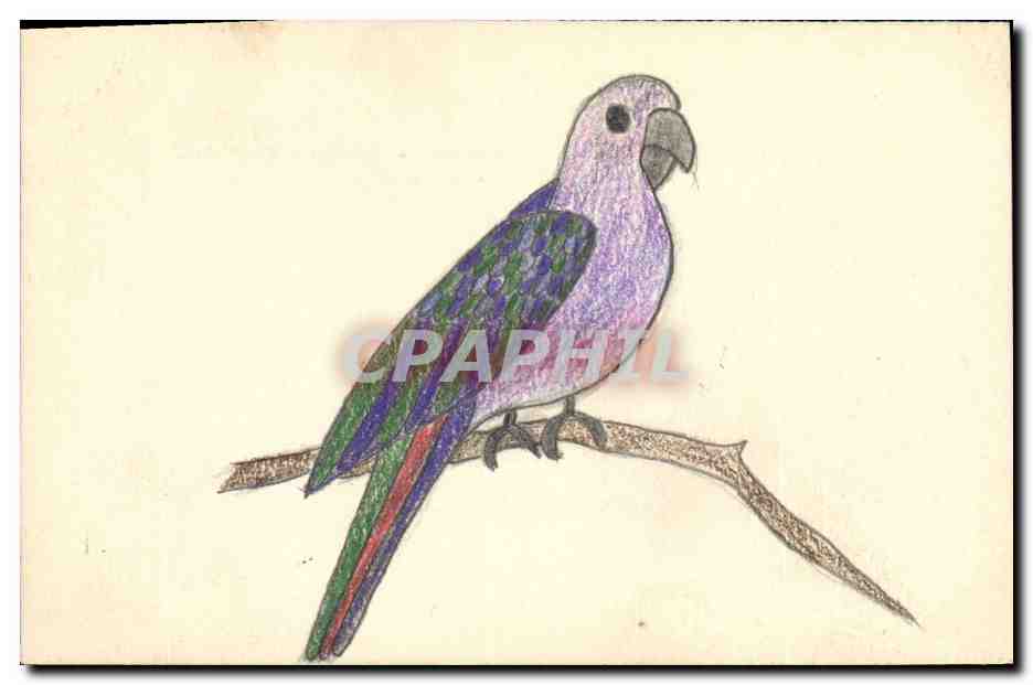Oiseau coloré — dessin au crayon — carte postale anonyme