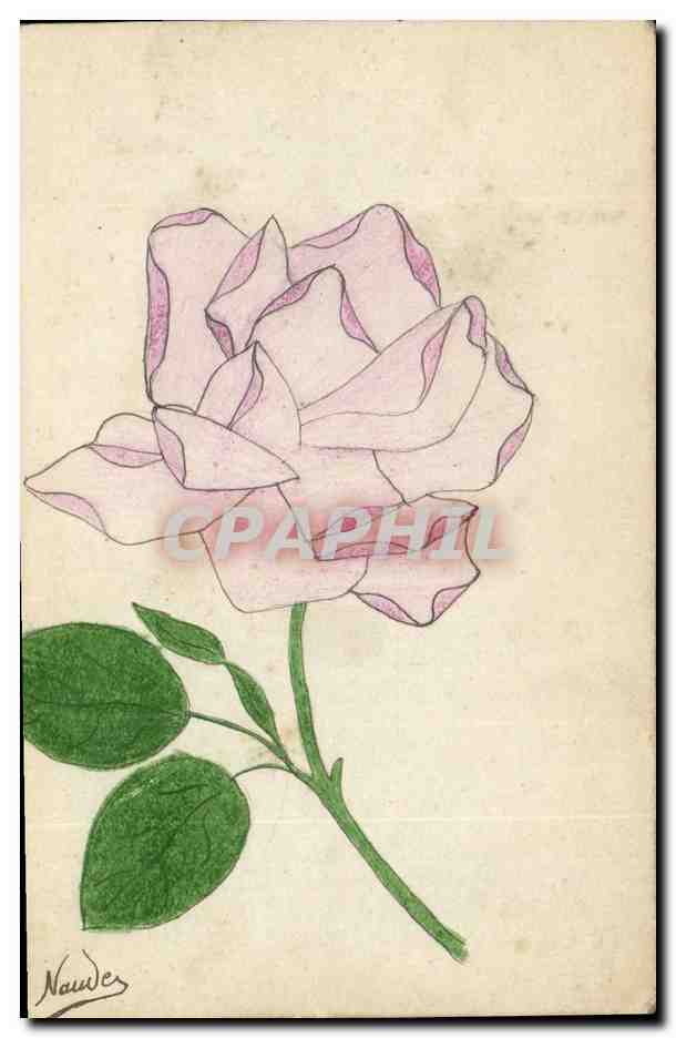 Rose — dessin à l'encre et crayon — Nauade