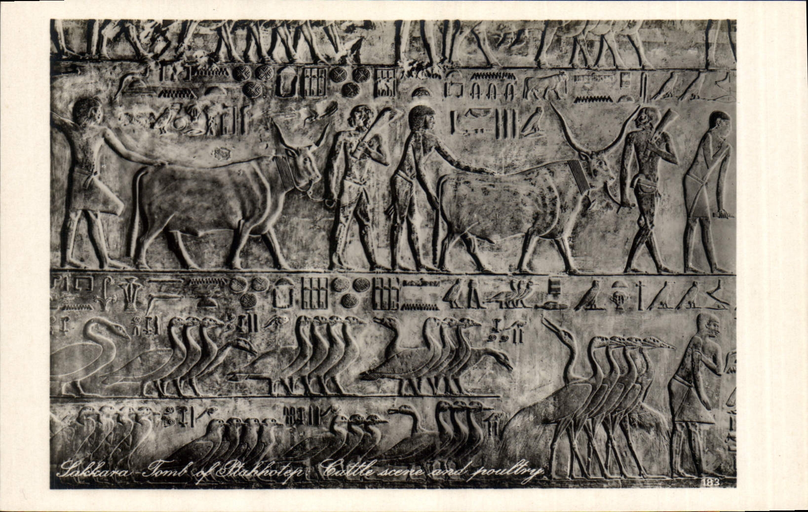 Tomb of Sakhara — Battle scene and poultry — Lehner & Landrock, n°183