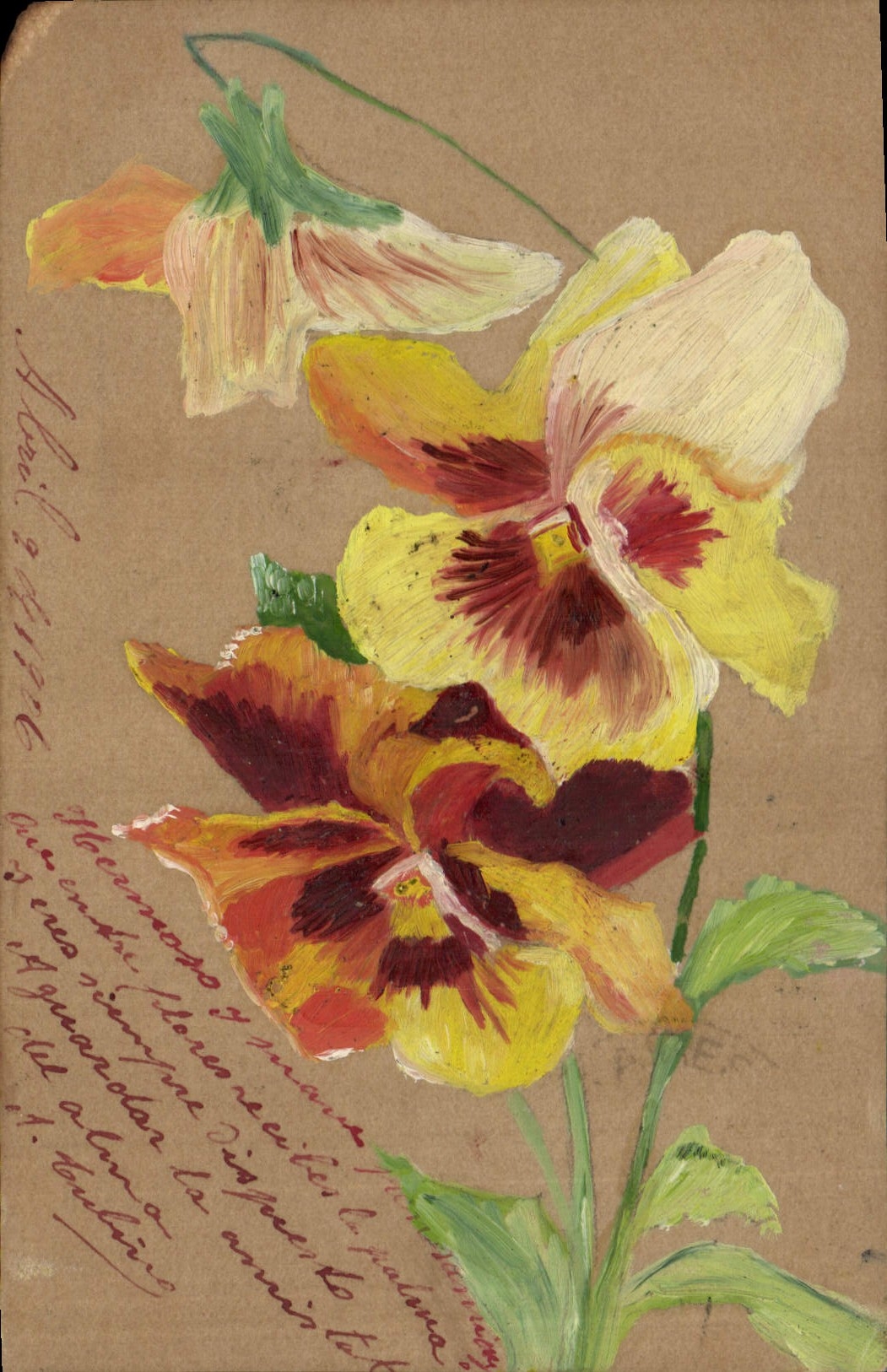 Fleurs de pensée — peinture à l'huile — éditeur Tarjeta Postal