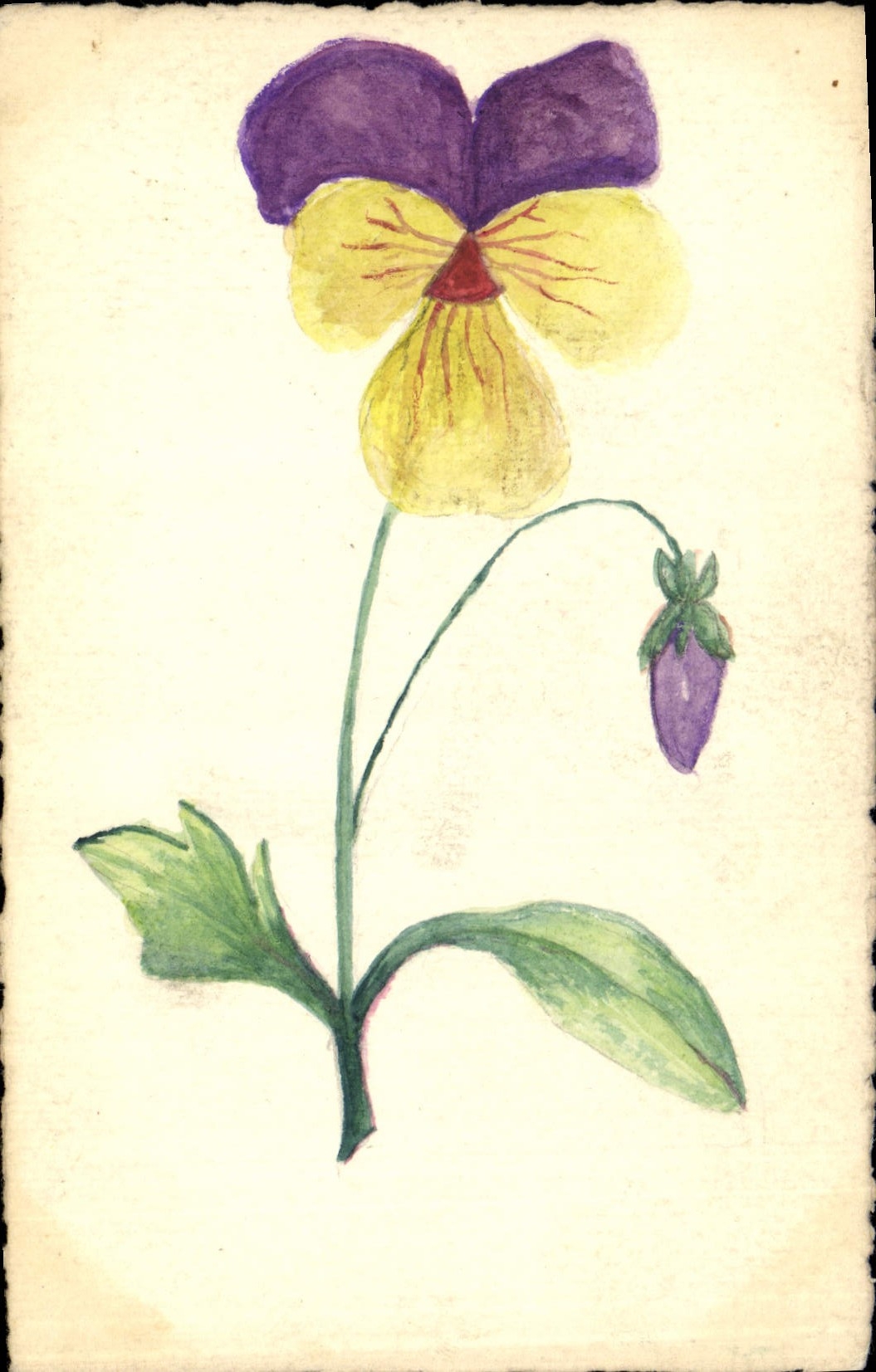 Violette — dessin à l'aquarelle — Z. L. Richard, Paris