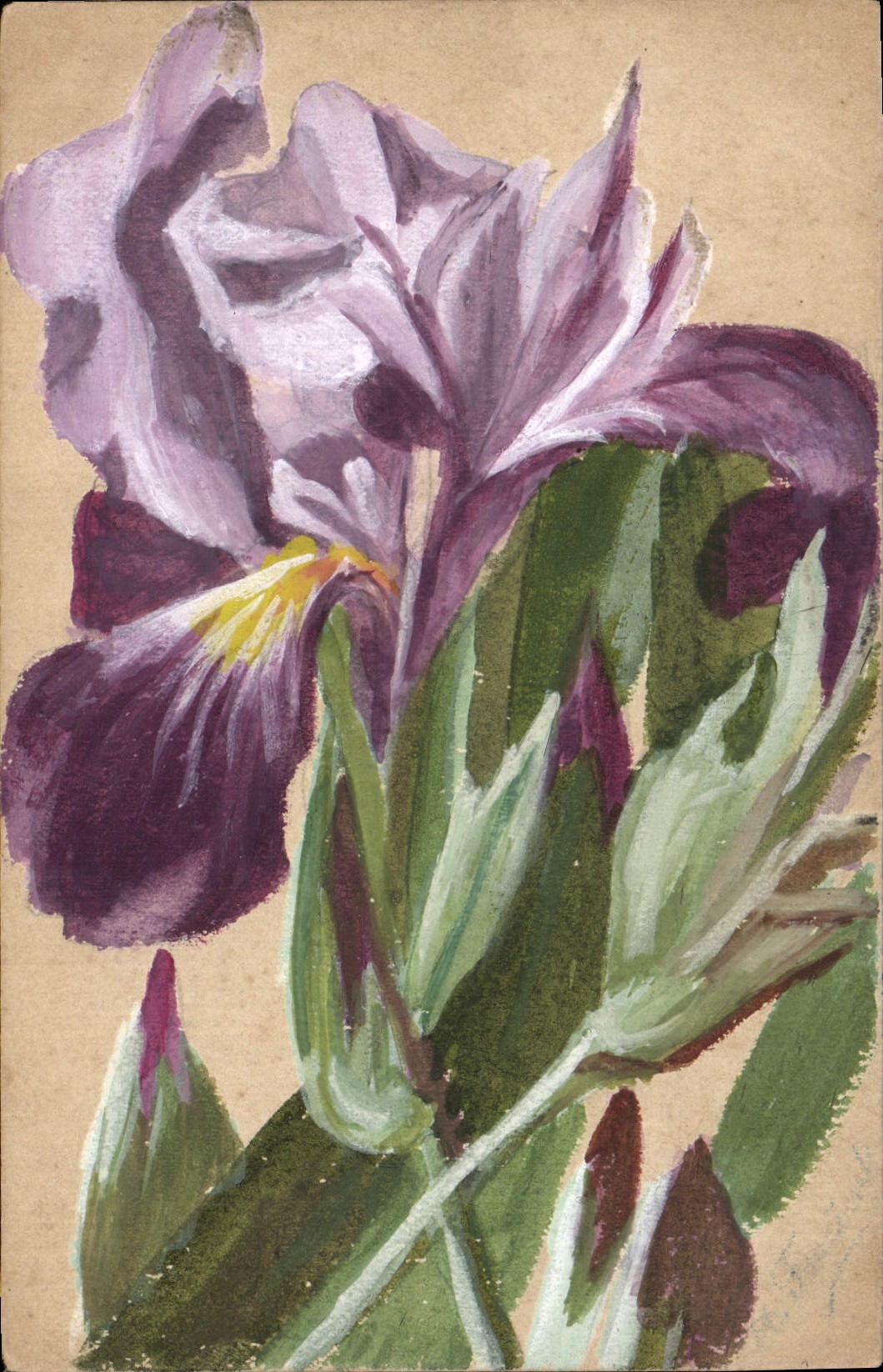 Iris — Aquarellmalerei — Ansichtskarte