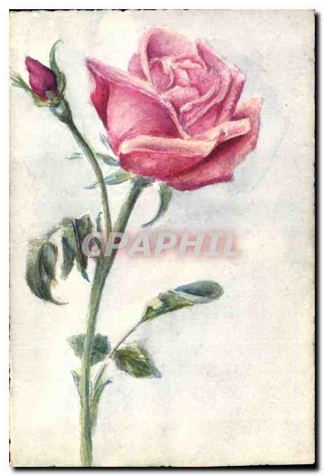 Rosas — dibujo a acuarela — sin editor ni número visible