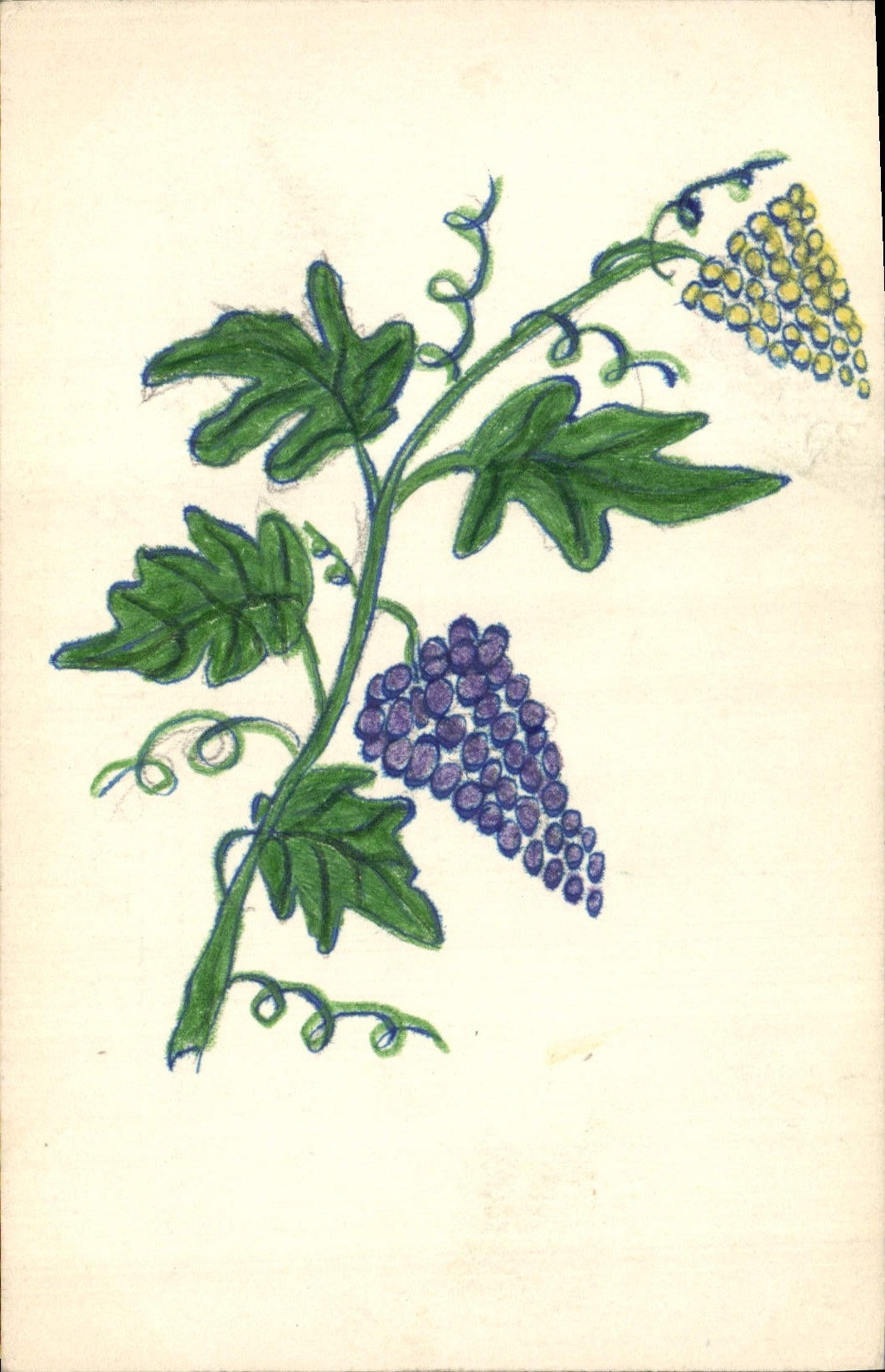 Vigne — grappes de raisin violet et jaune — carte postale non éditée