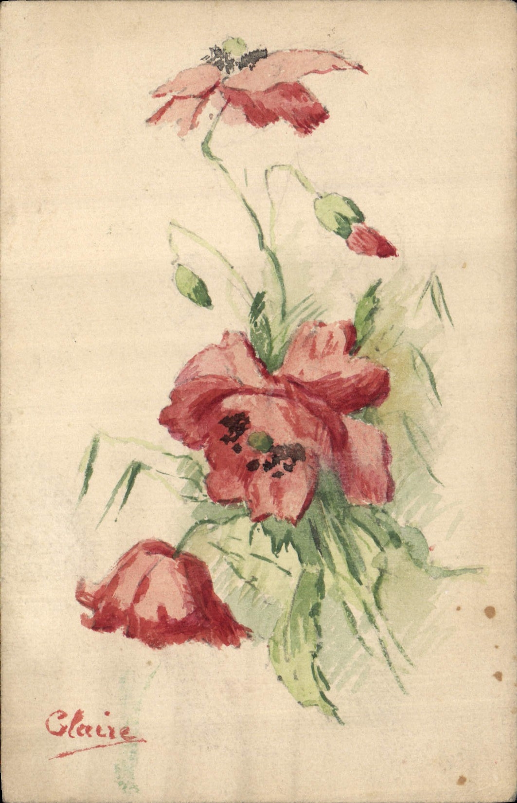 Fleurs de pavot — dessin à l'aquarelle — Claire