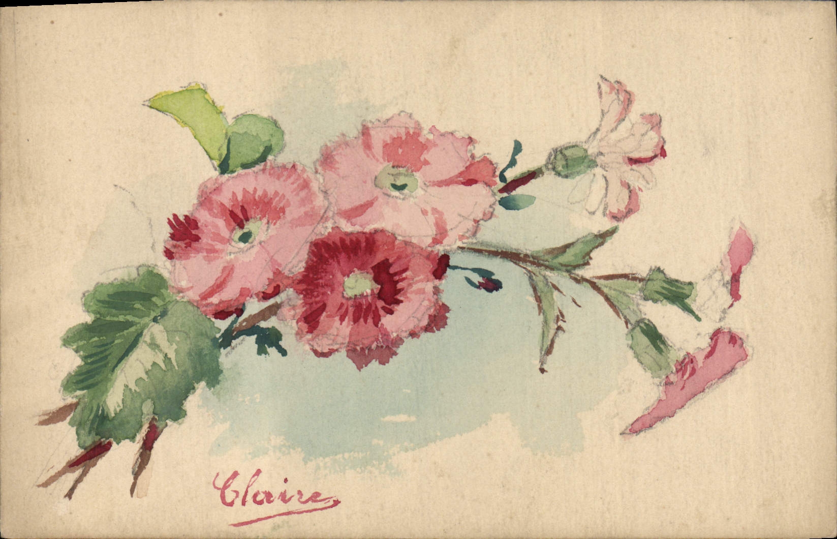 Fleurs roses — aquarelle signée Claire — sans éditeur ni série visible