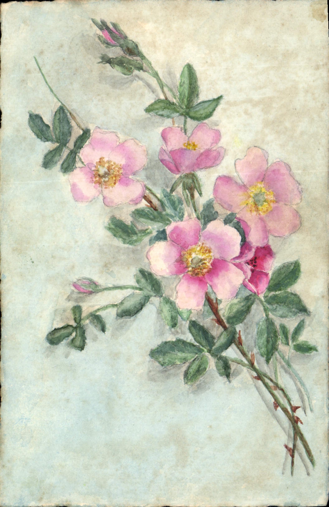Bouquet de roses roses — aquarelle — sans éditeur ni numéro visible