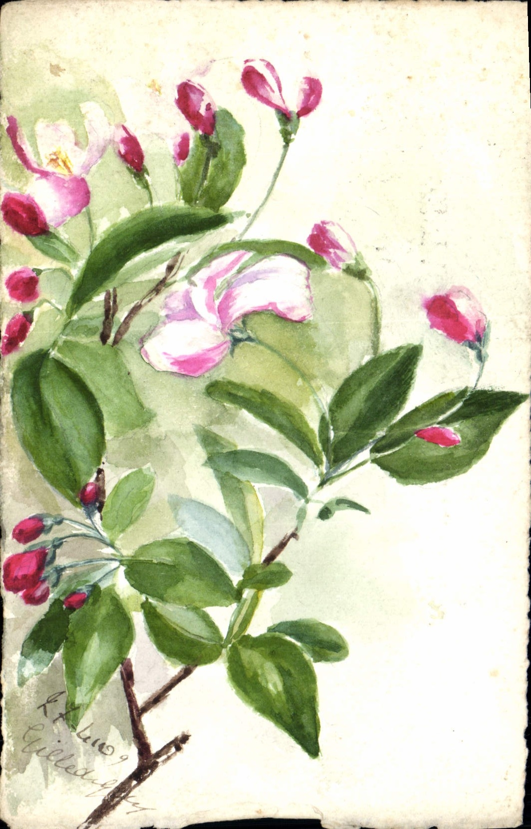 Fleurs d'apple — aquarelle — Gilles de Puy-Dard