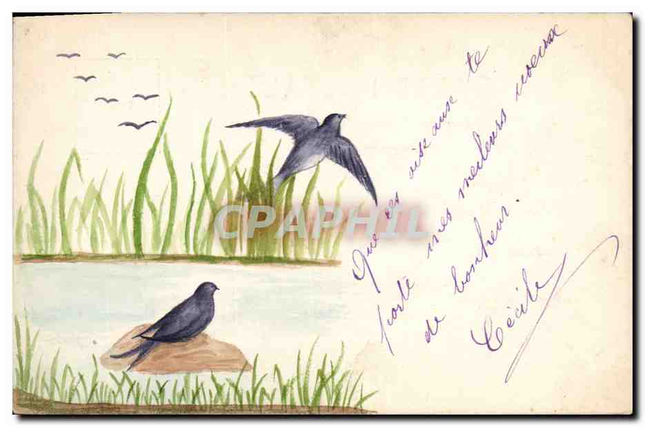 Oiseaux au bord de l'eau — illustration à l'aquarelle — carte postale non éditée