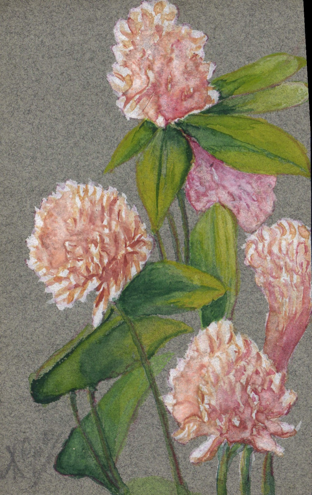 Fiori rosa — acquarello — CPAPHIL