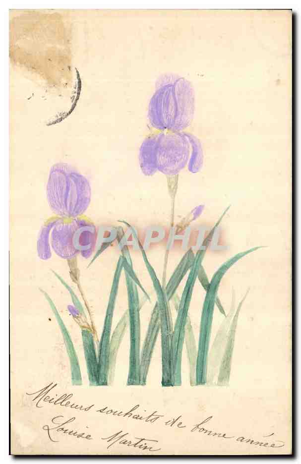 Iris — carte postale dessinée — Louise Martin
