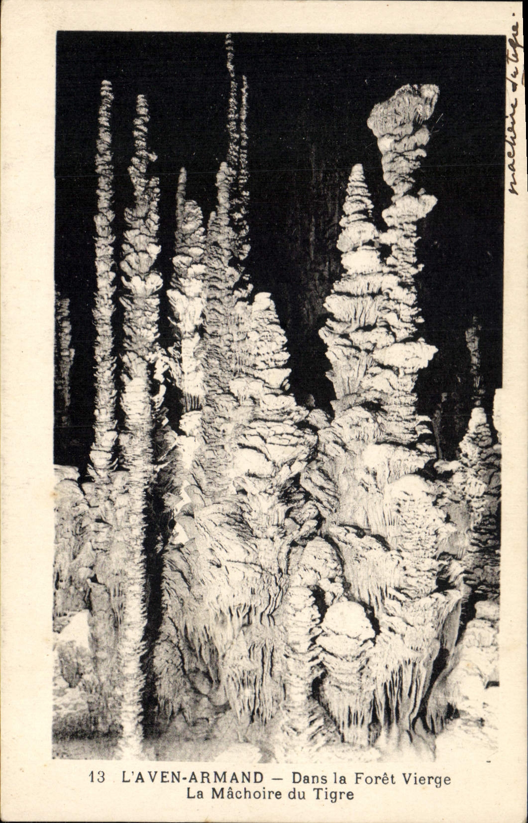 CPA L'aven Armand dans la foret Vierge la Machoire du Tigre 