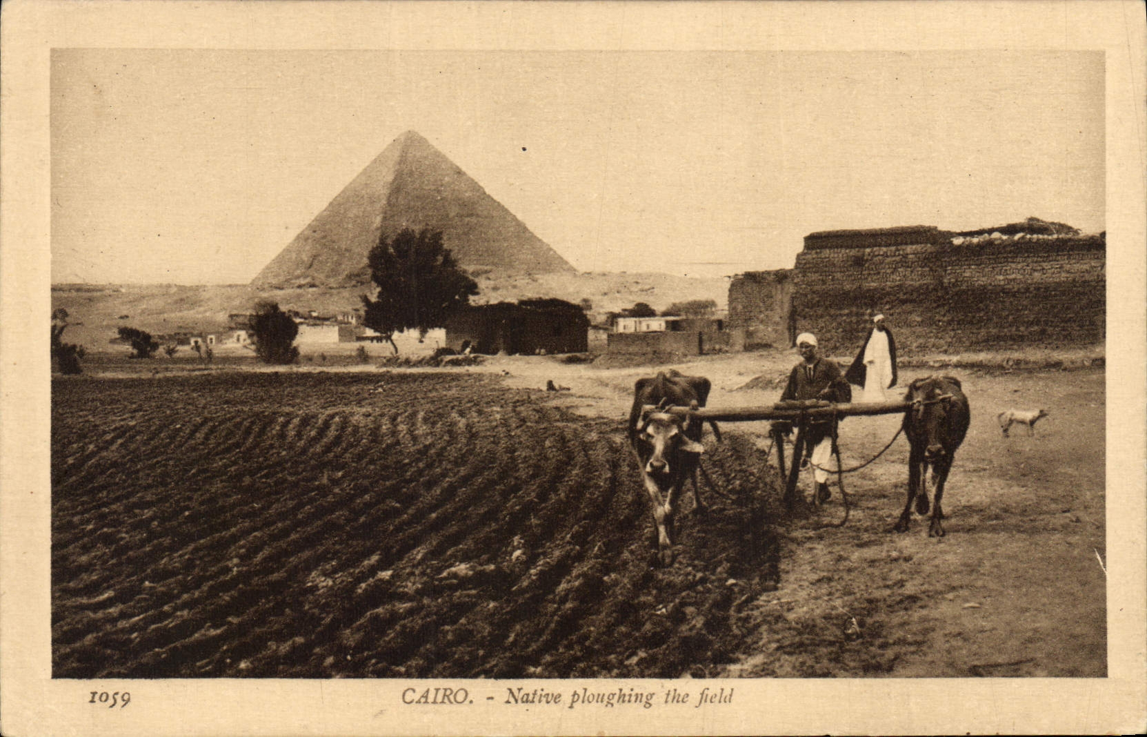 CAIRO - Einheimischer pflügt das Feld — Verlag: Lehmann & Brock, Nr. 1059