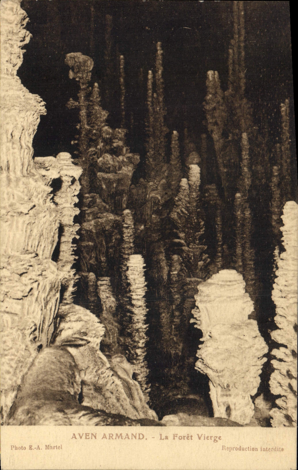 CPA Grotte Grottes Aven Armand La foret vierge