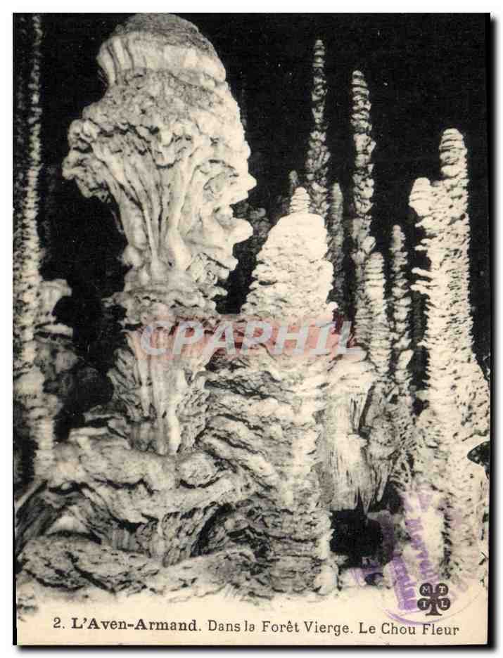 CPA Grotte Grottes L'Aven Armand Dans la foret vierge Le chou fleur