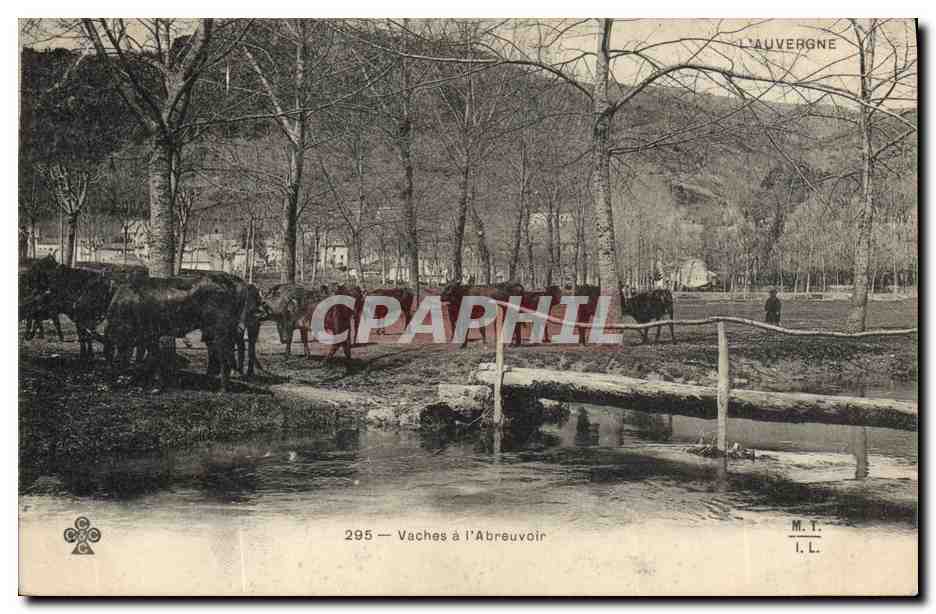 CPA Folklore Vaches a l'abreuvoir