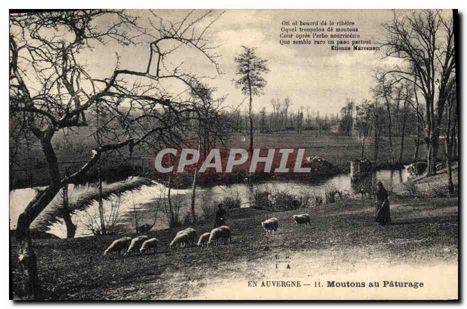 CPA Folklore Auvergne Moutons au paturage