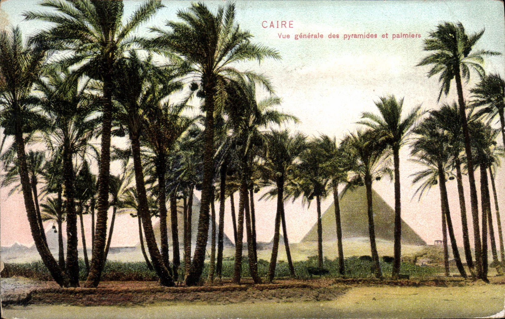Caire — Vue générale des pyramides et palmiers — Éditeur non identifié, n° de série non visible